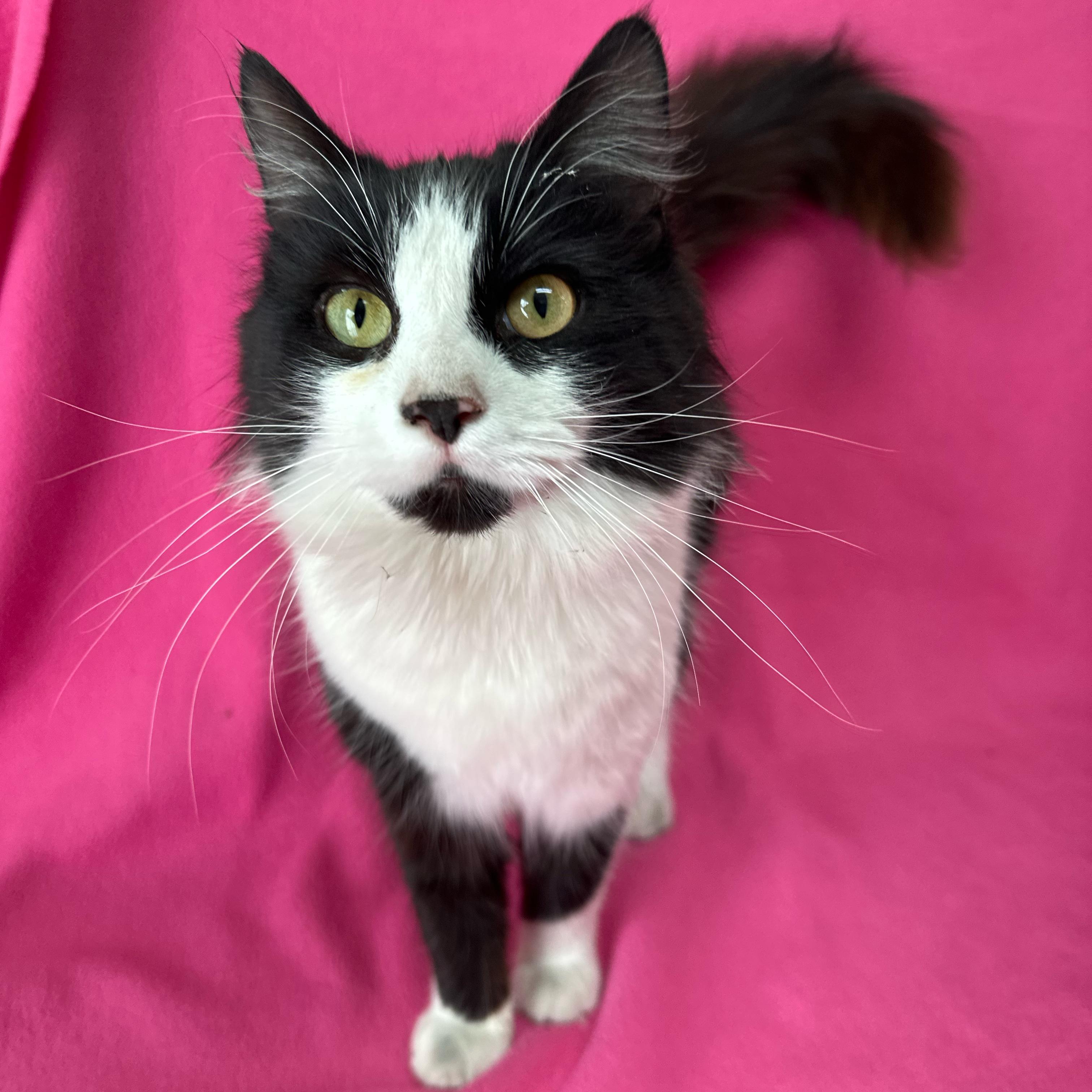 Enlarge Cotton Candy, an adopted Domestic Medium Hair in Valdosta, GA image 1/1