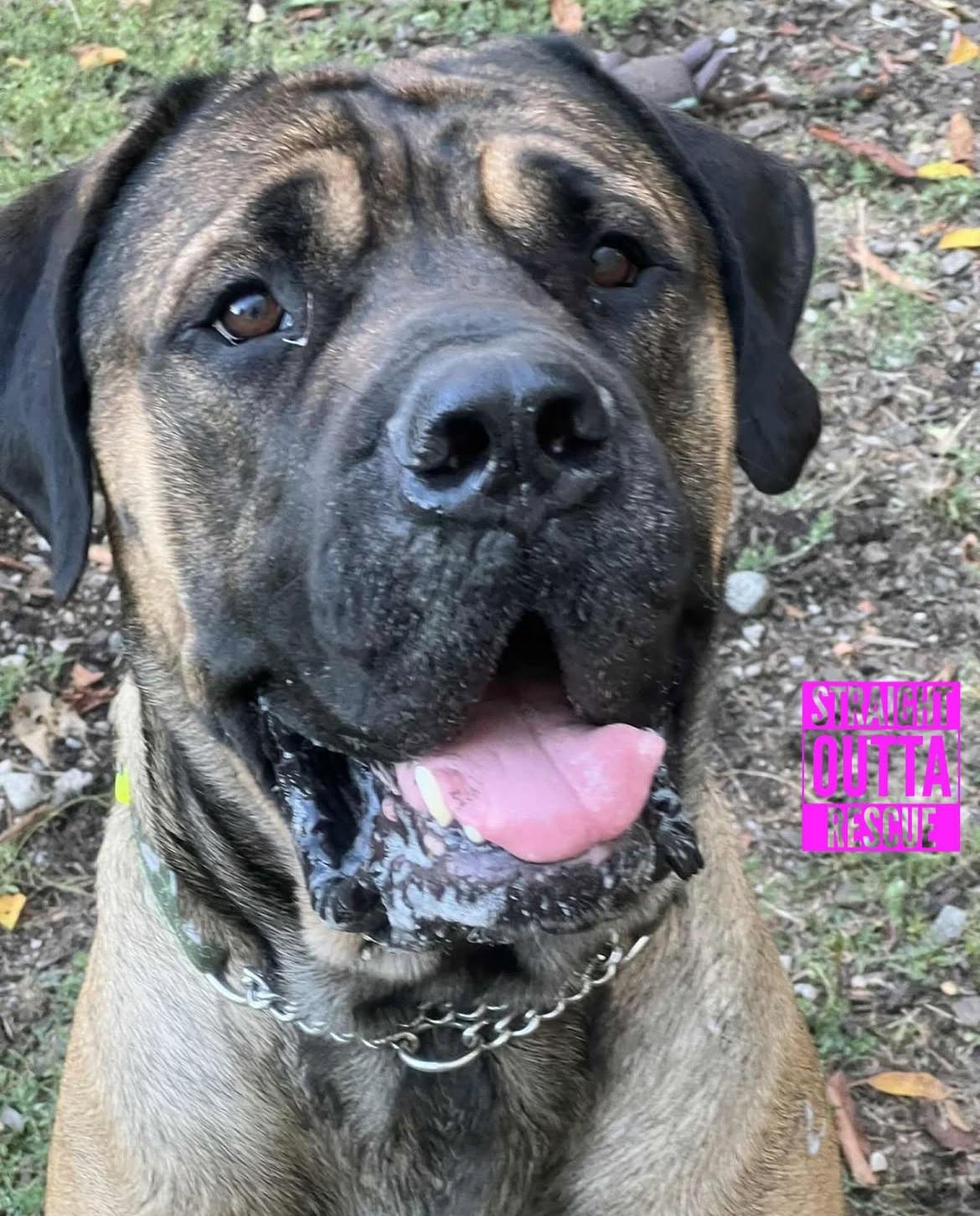 Grizzly - New Bio*, a Adoptable Mastiff in Vancouver, BC image 1/5