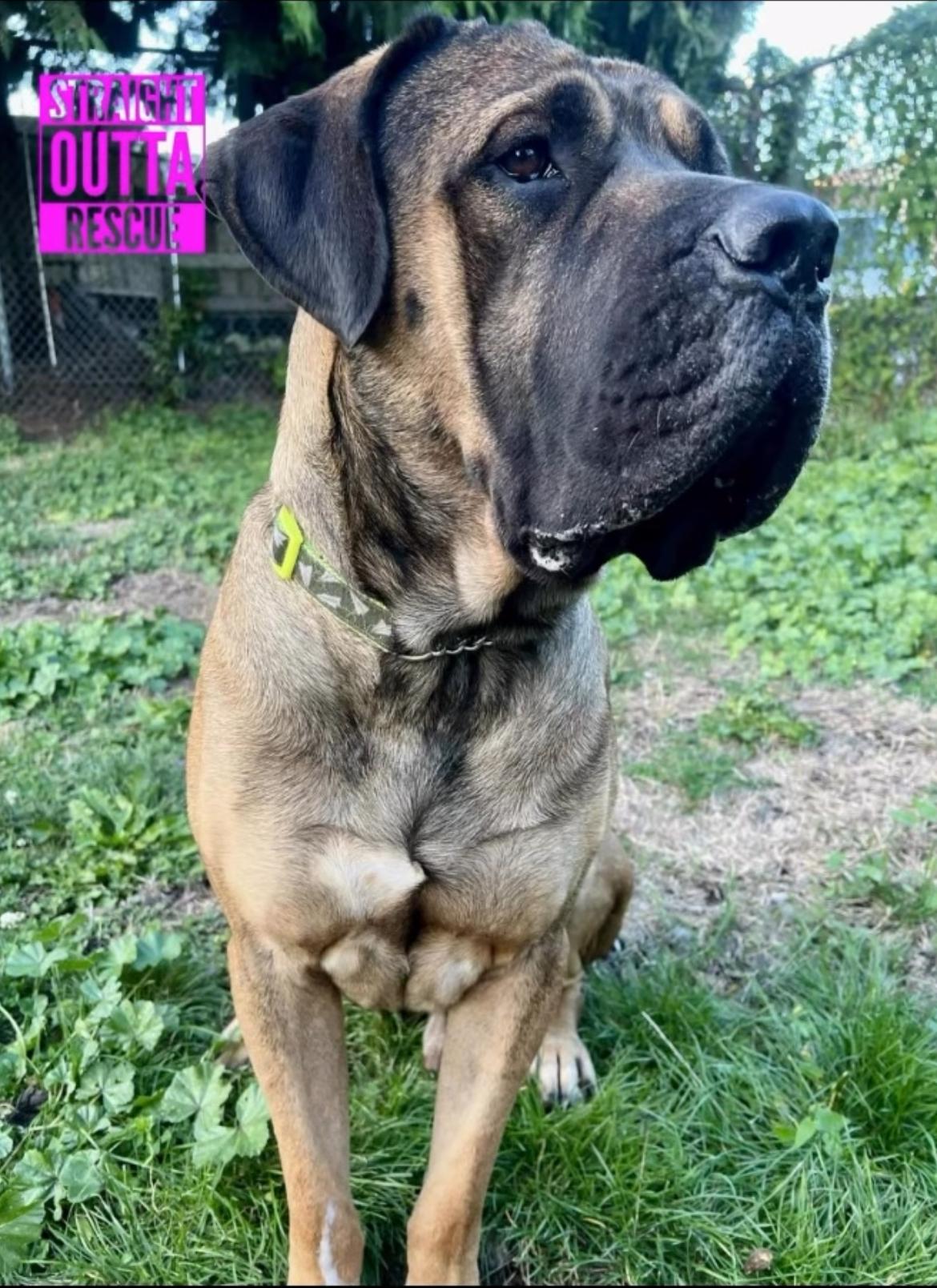 Grizzly, an adoptable Mastiff in Vancouver, BC, V6K 1P8 | Photo Image 5