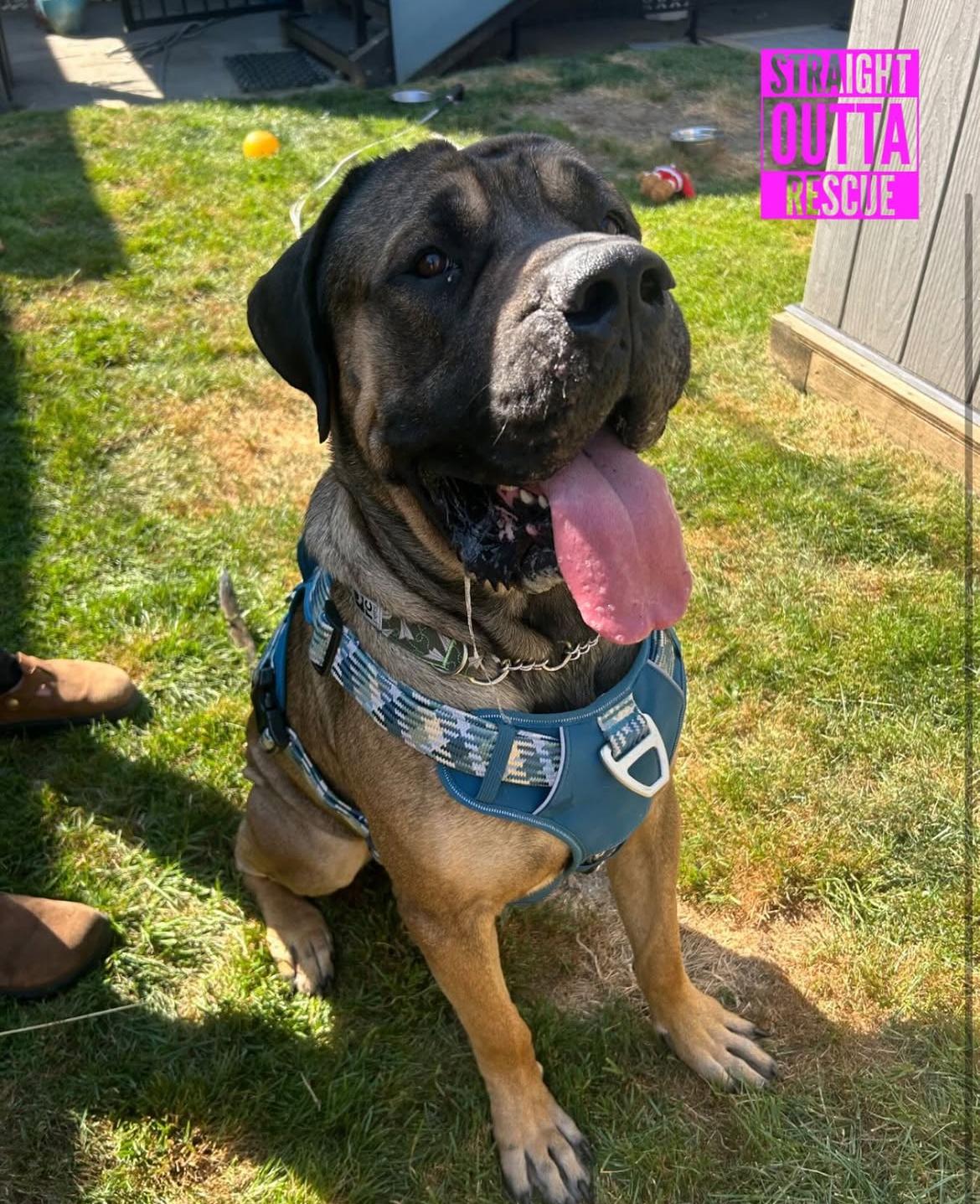Grizzly, an adoptable Mastiff in Vancouver, BC, V6K 1P8 | Photo Image 3