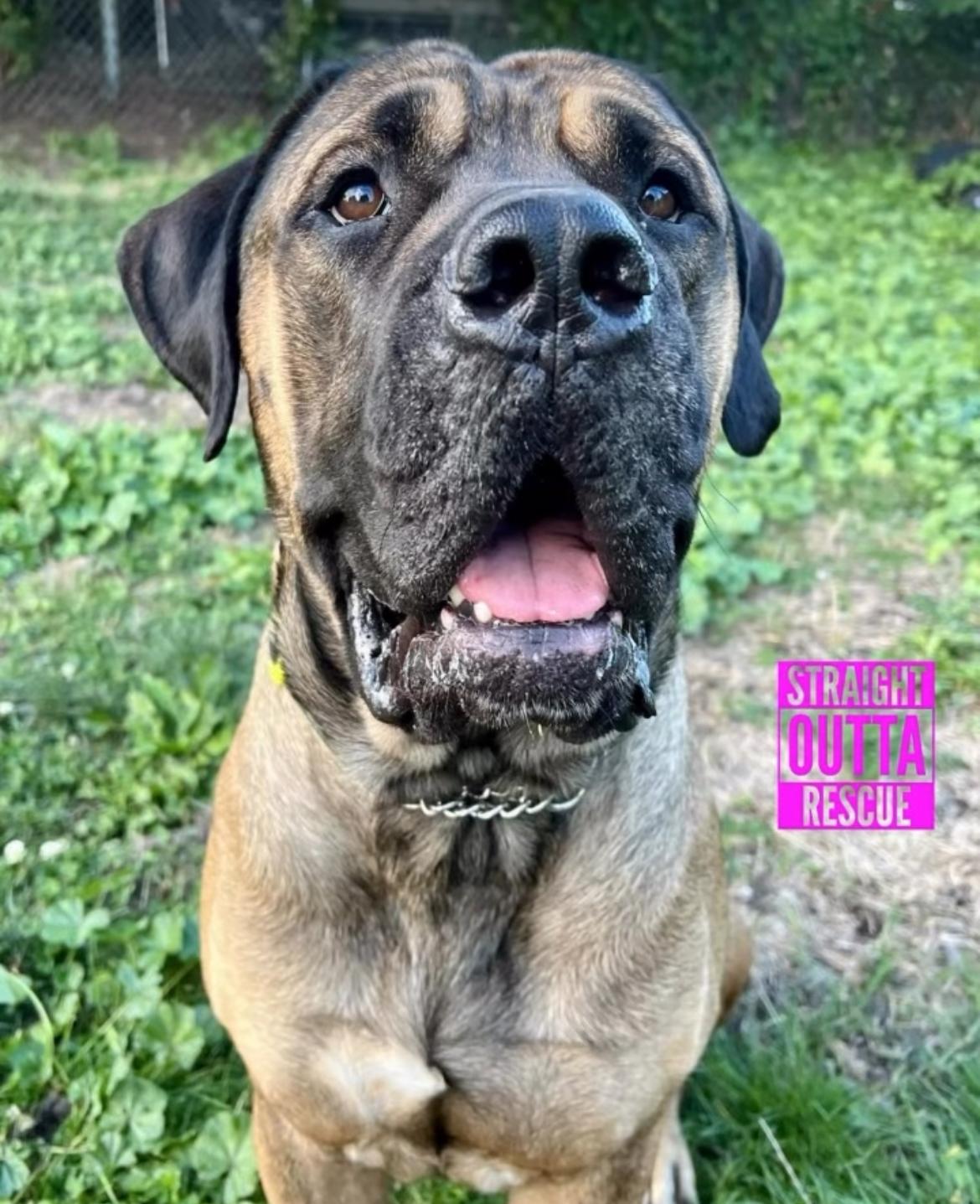 Grizzly - New Bio*, a Adoptable Mastiff in Vancouver, BC image 4/5