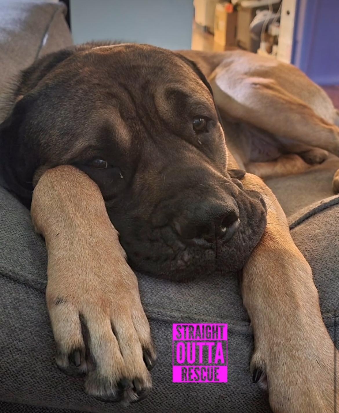 Grizzly - New Bio*, a Adoptable Mastiff in Vancouver, BC image 5/5