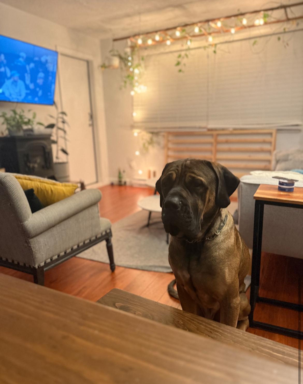 Enlarge Grizzly - New Bio*, an adopted Mastiff in Vancouver, BC image 5/6