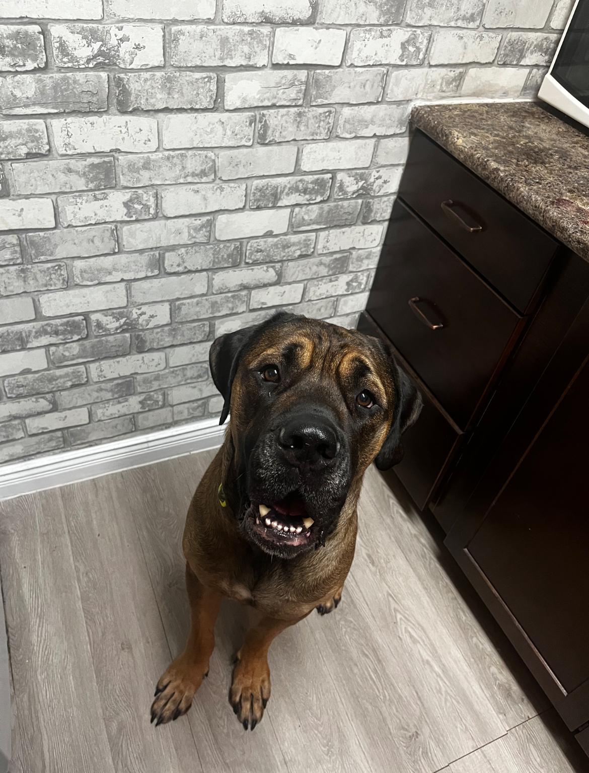 Enlarge Grizzly - New Bio*, an adopted Mastiff in Vancouver, BC image 6/6