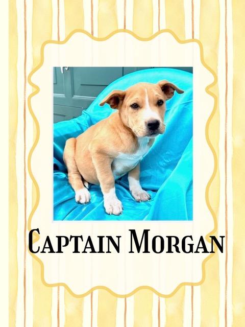Captain Morgan Spirits thumbnail 2