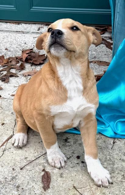 Captain Morgan Spirits thumbnail 5