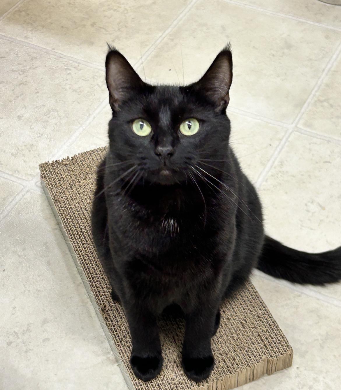 Enlarge Agnes, a ADOPTABLE Domestic Short Hair in Maple Ridge, BC image 5/6