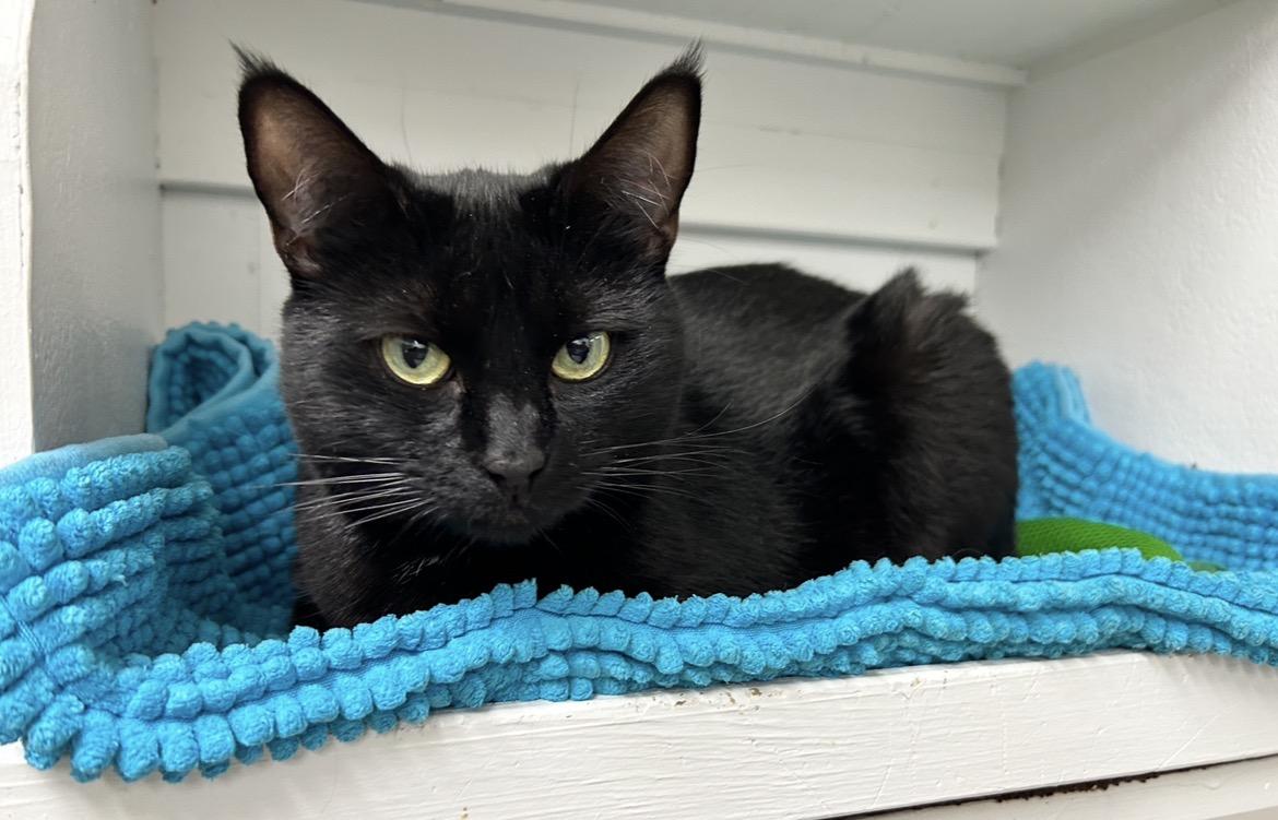 Enlarge Agnes, a ADOPTABLE Domestic Short Hair in Maple Ridge, BC image 6/6