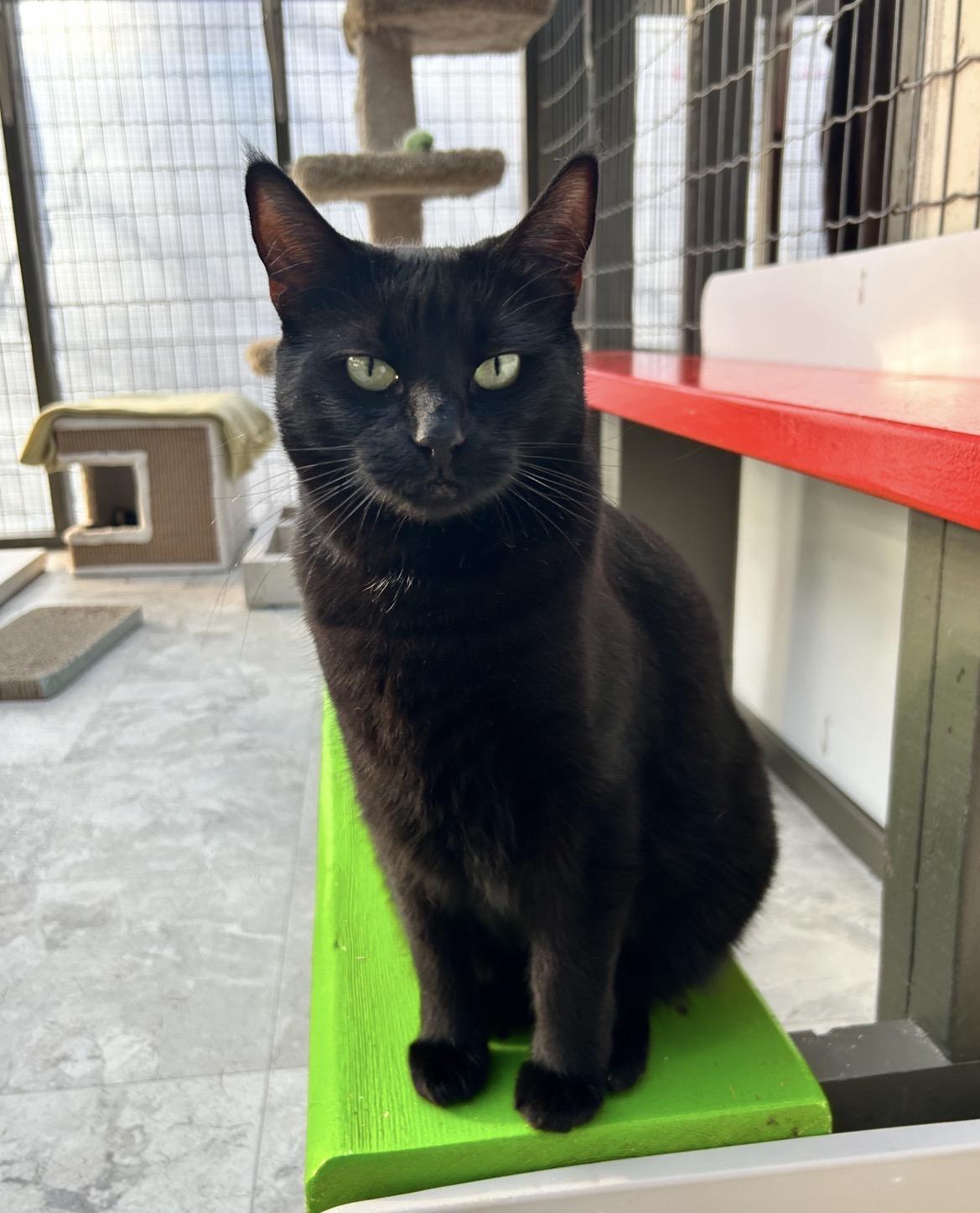 Agnes, ADOPTABLE, Young Female Domestic Short Hair.
