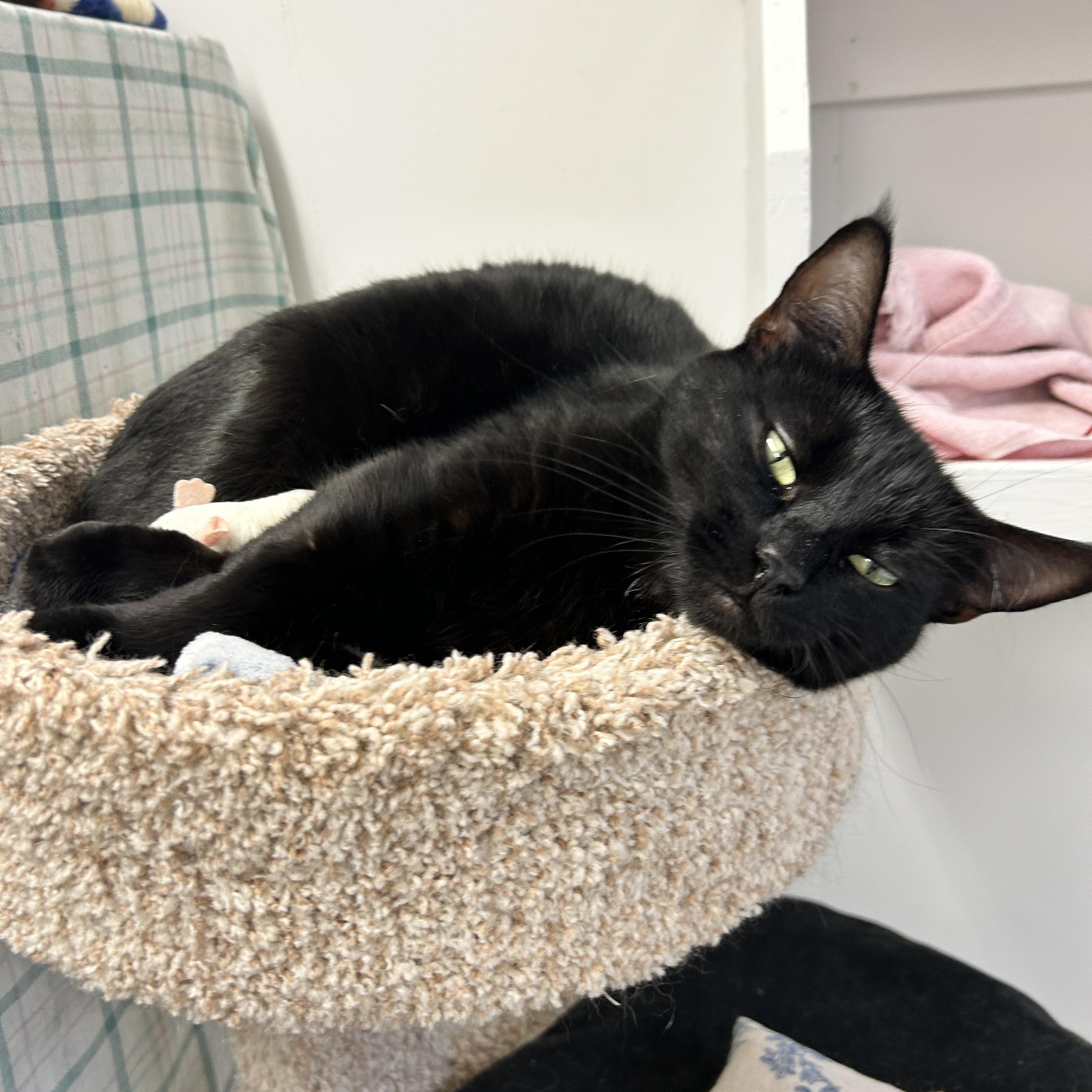 Agnes, ADOPTABLE, Young Female Domestic Short Hair.