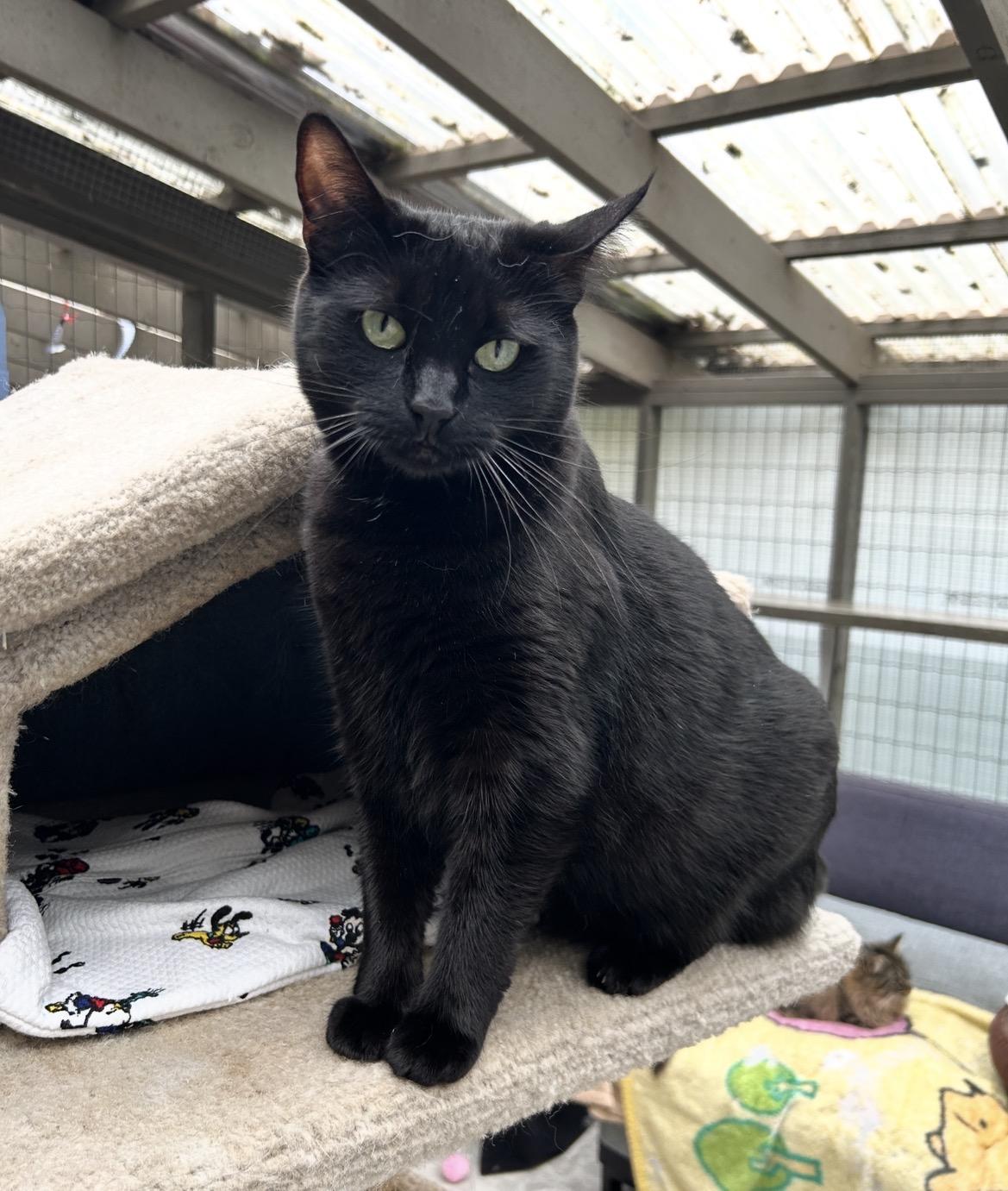 Agnes, ADOPTABLE, Young Female Domestic Short Hair.