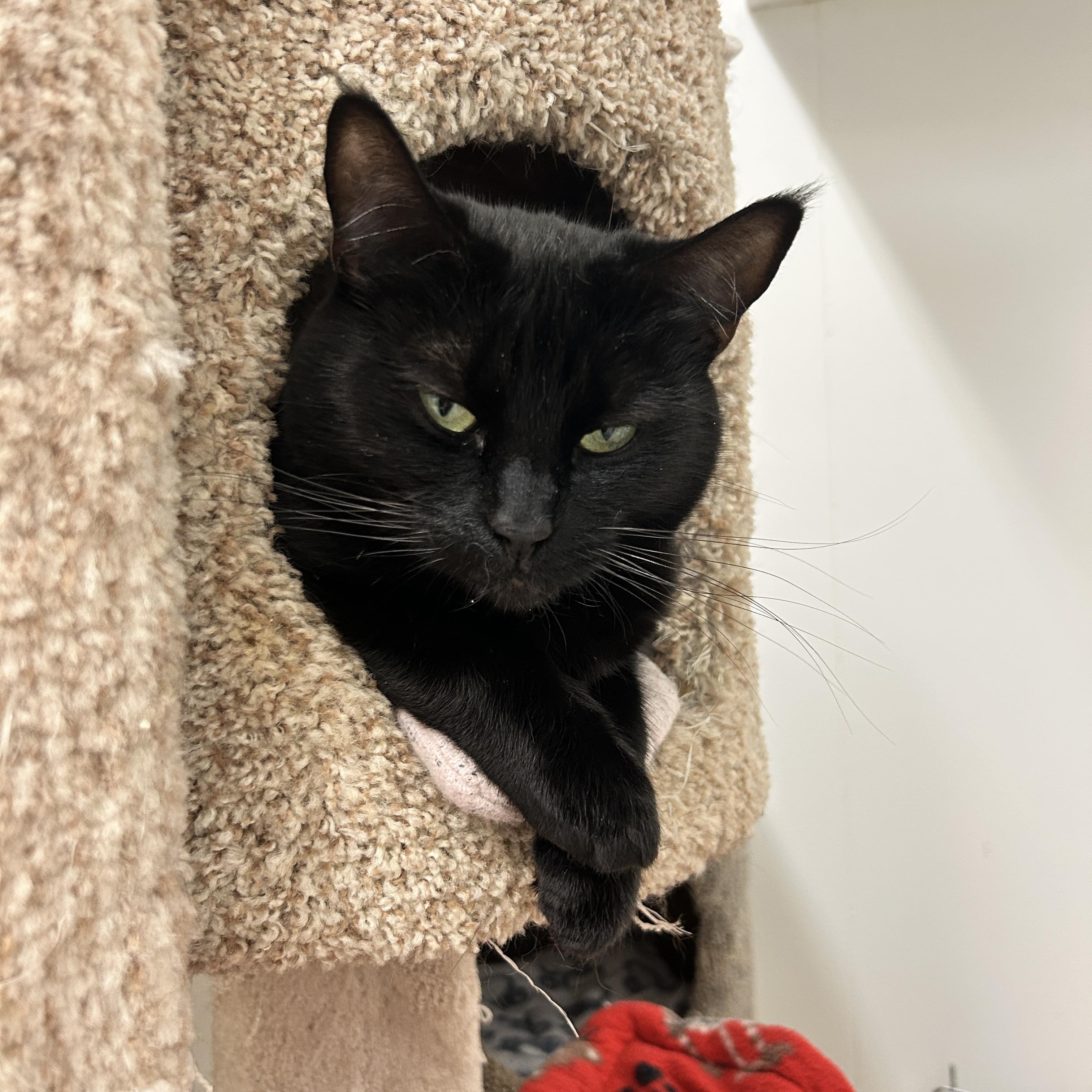 Enlarge Agnes, a ADOPTABLE Domestic Short Hair in Maple Ridge, BC image 4/6