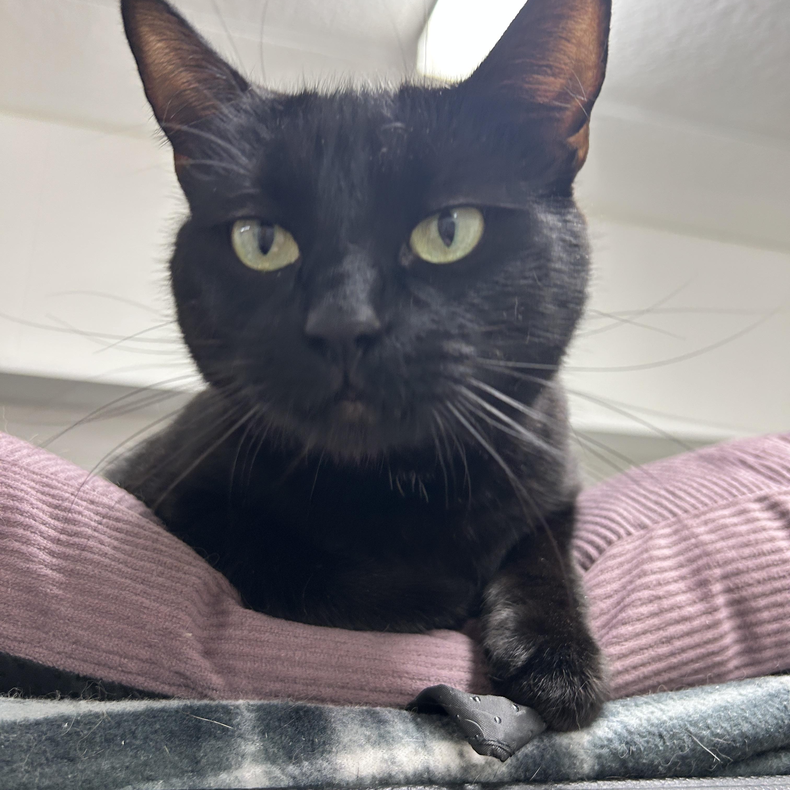 Enlarge Agnes, a ADOPTABLE Domestic Short Hair in Maple Ridge, BC image 4/6