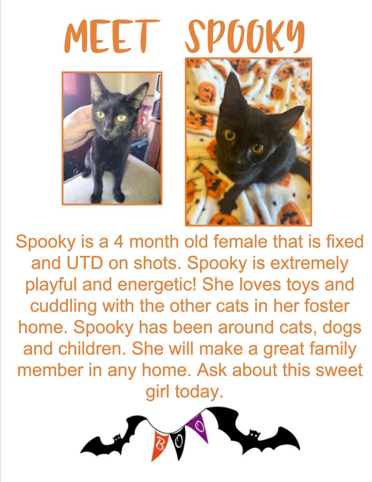 Enlarge Spooky, a Adopted Domestic Short Hair in Clovis, NM image 1/1