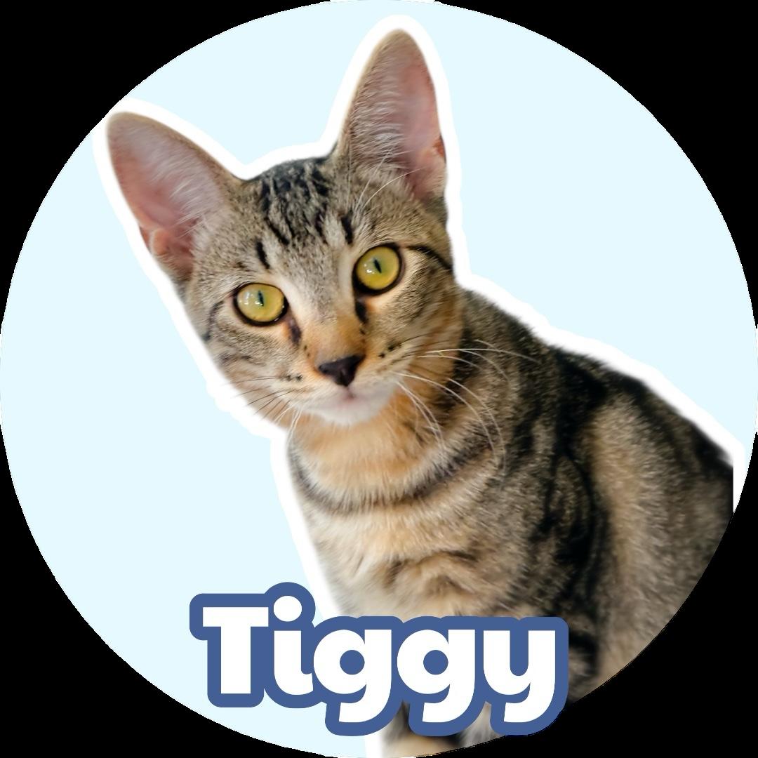 Tiggy