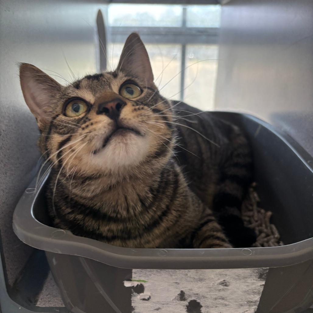 CW, Adoptable, Young Male Domestic Short Hair.