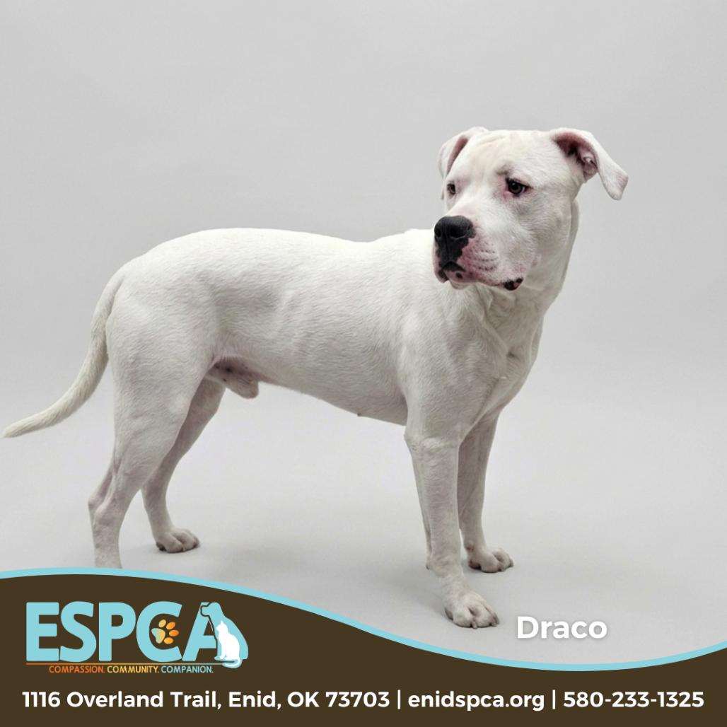 Draco, Adoptable, Adult Male Dogo Argentino & Mixed Breed.