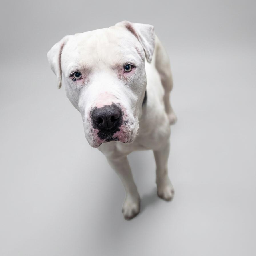 Enlarge Draco, a Adoptable mixed breed in Enid, OK image 2/3