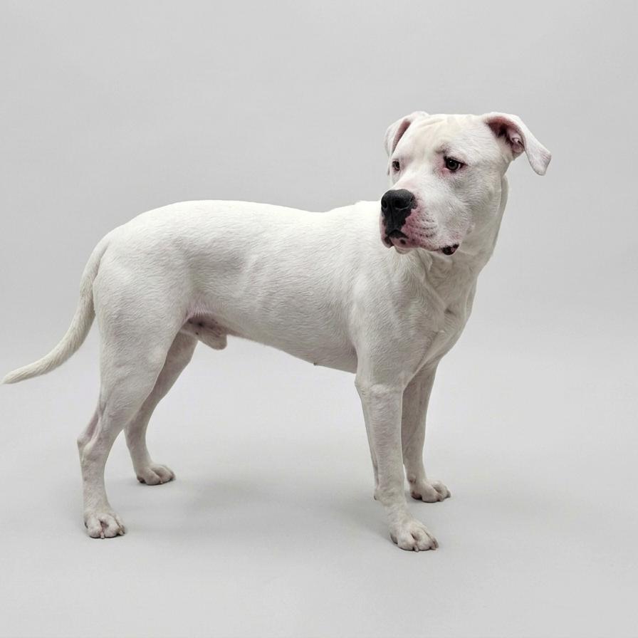 Enlarge Draco, a Adoptable mixed breed in Enid, OK image 3/3