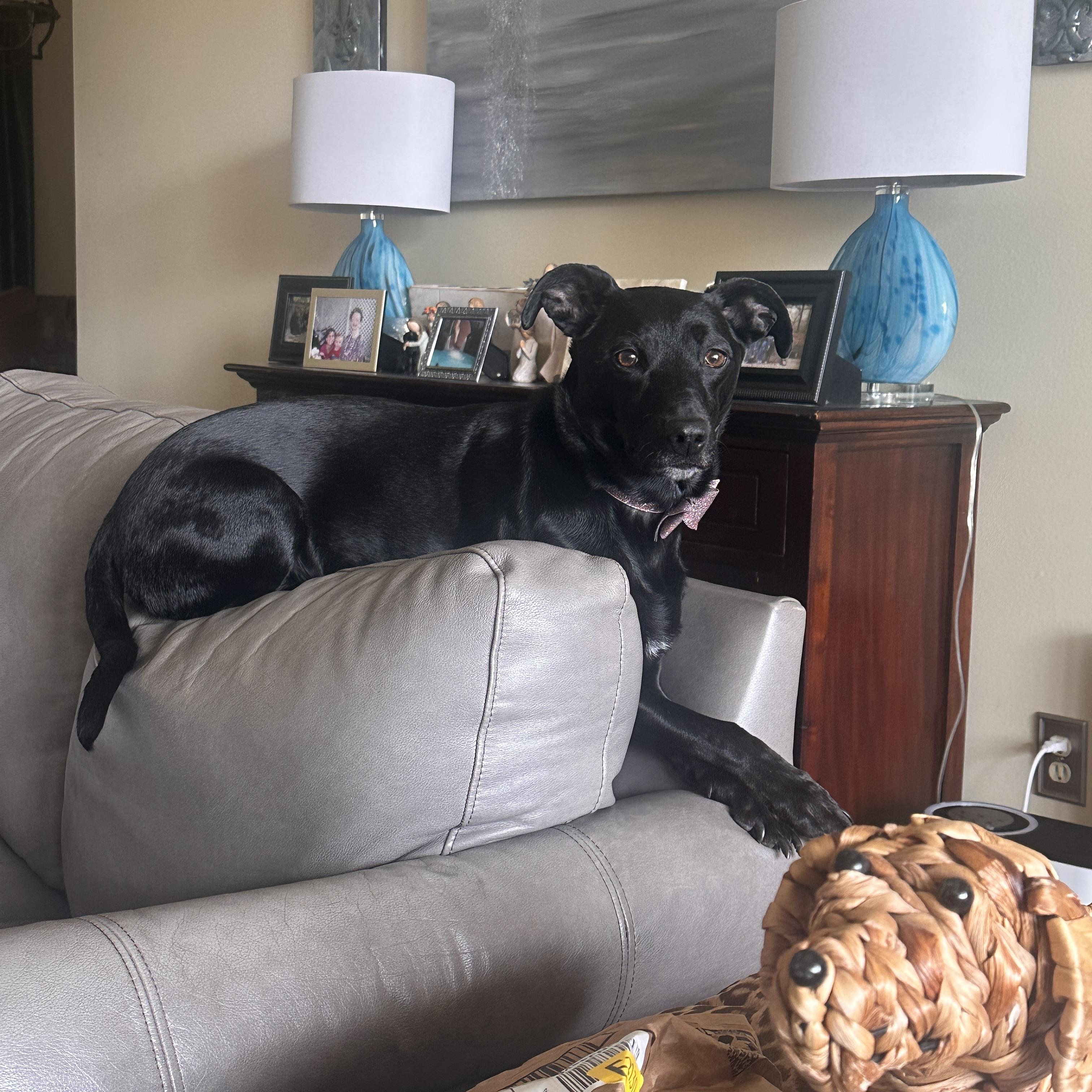 Paige, Adult Female Patterdale Terrier / Fell Terrier