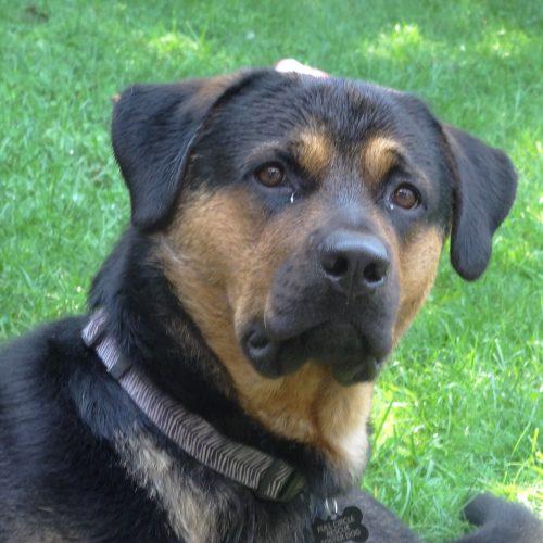 Enlarge Stitch, a Adoptable mixed breed in Sunderland, ON image 1/5
