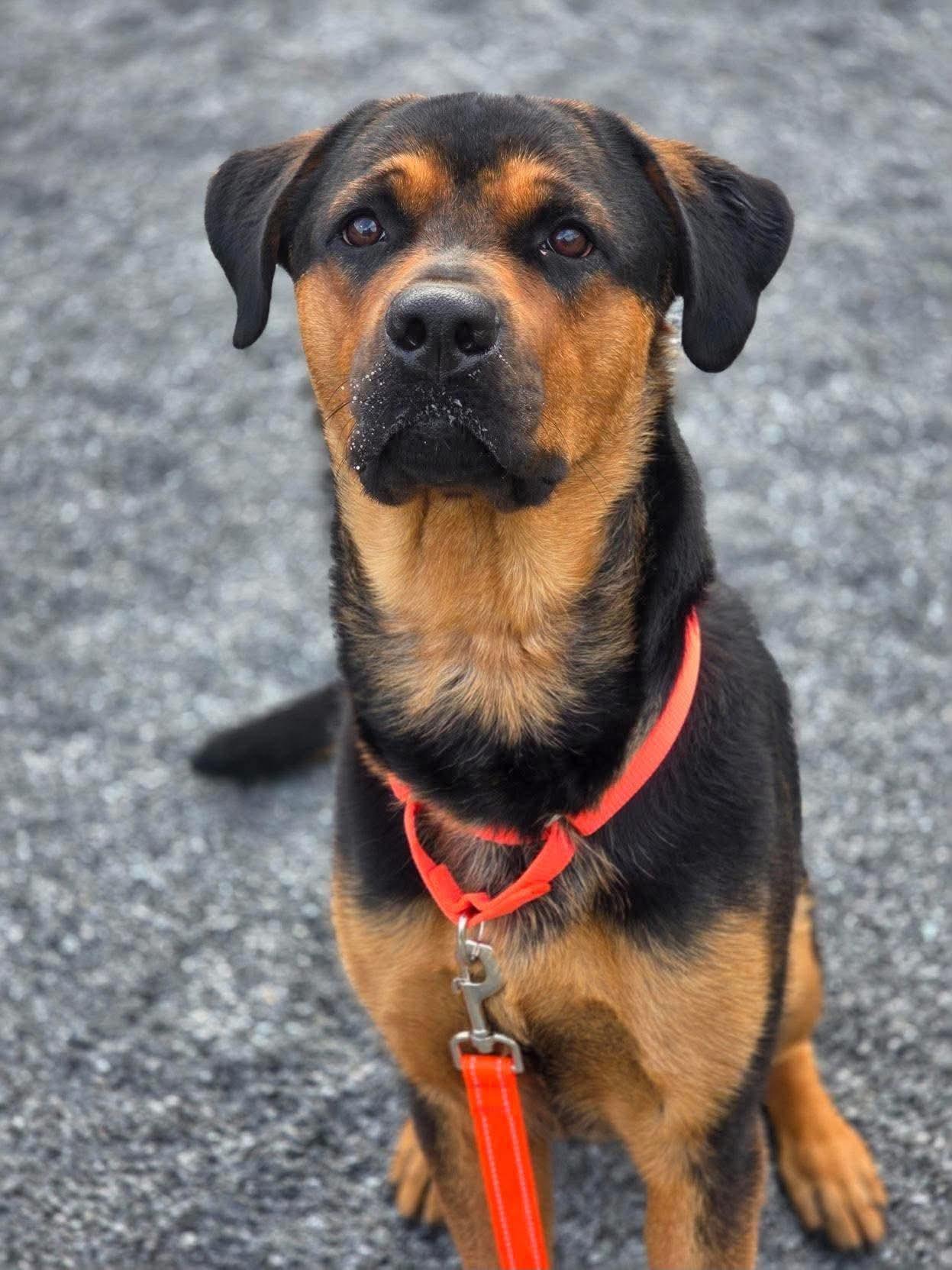 Enlarge Stitch, a Adoptable mixed breed in Sunderland, ON image 3/5