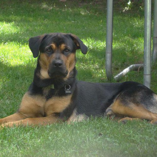 Enlarge Stitch, a Adoptable mixed breed in Sunderland, ON image 4/5