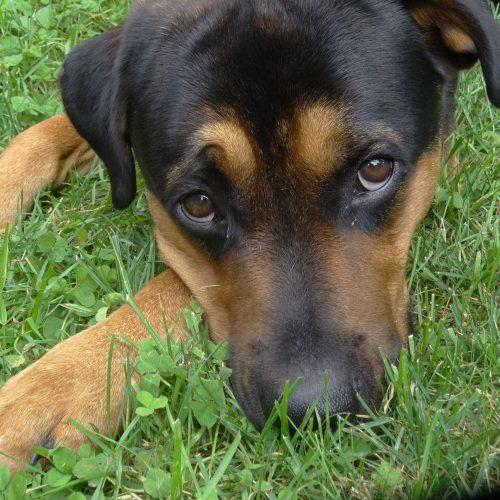 Enlarge Stitch, a Adoptable mixed breed in Sunderland, ON image 5/5