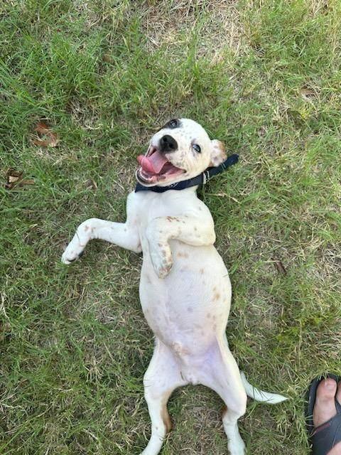 Enlarge PAX, an adoptable mixed breed in TULSA, OK image 3/6