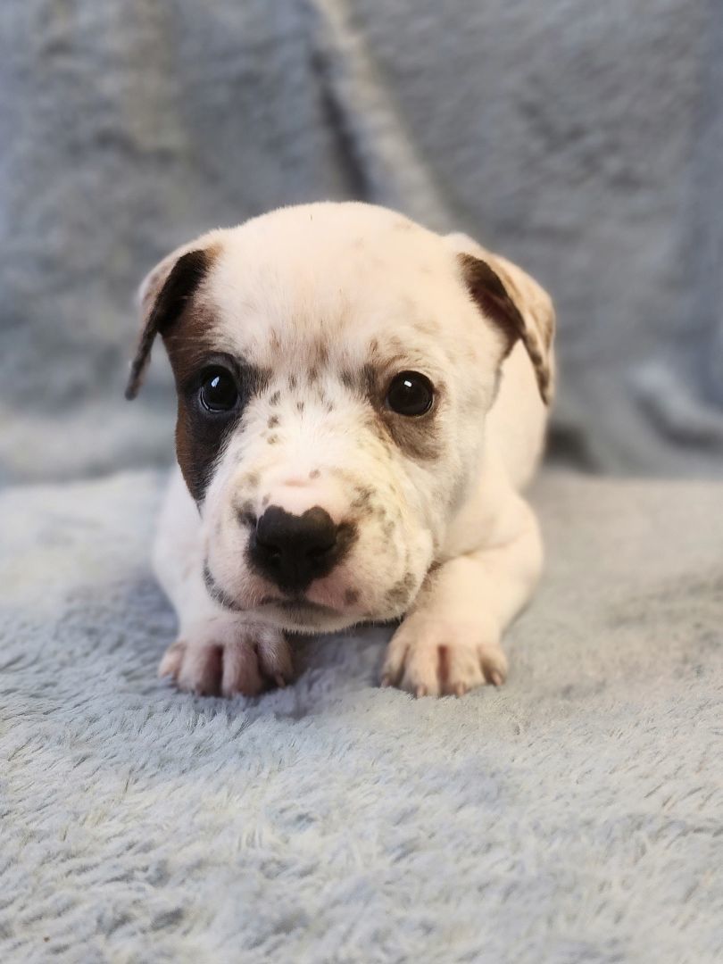 Enlarge PAX, an adoptable mixed breed in TULSA, OK image 4/6