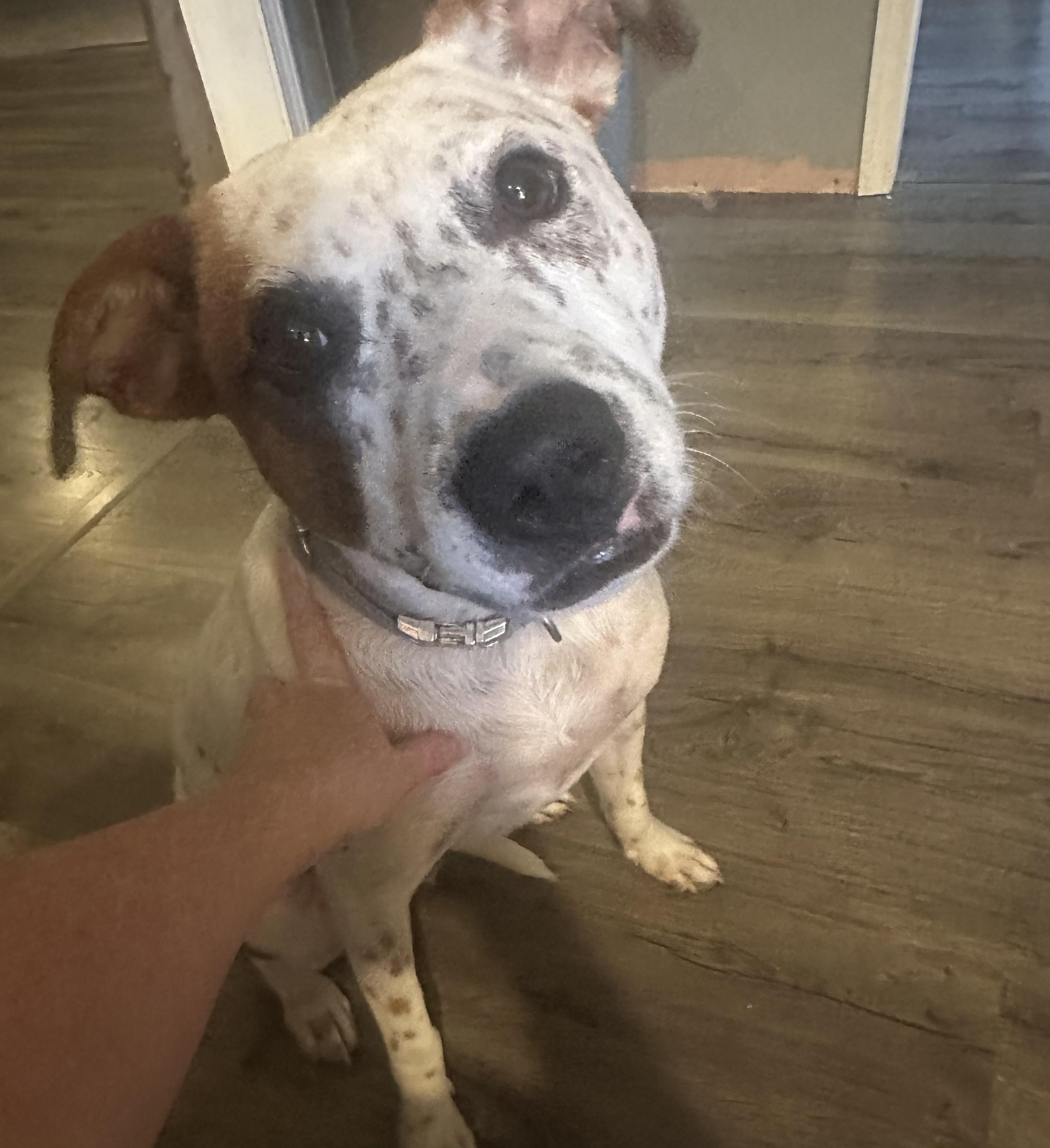 Enlarge PAX, an adoptable mixed breed in TULSA, OK image 1/6
