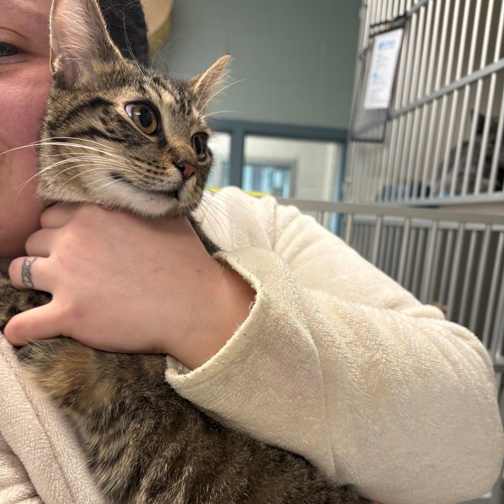 Molly, Adoptable, Young Female Domestic Short Hair.