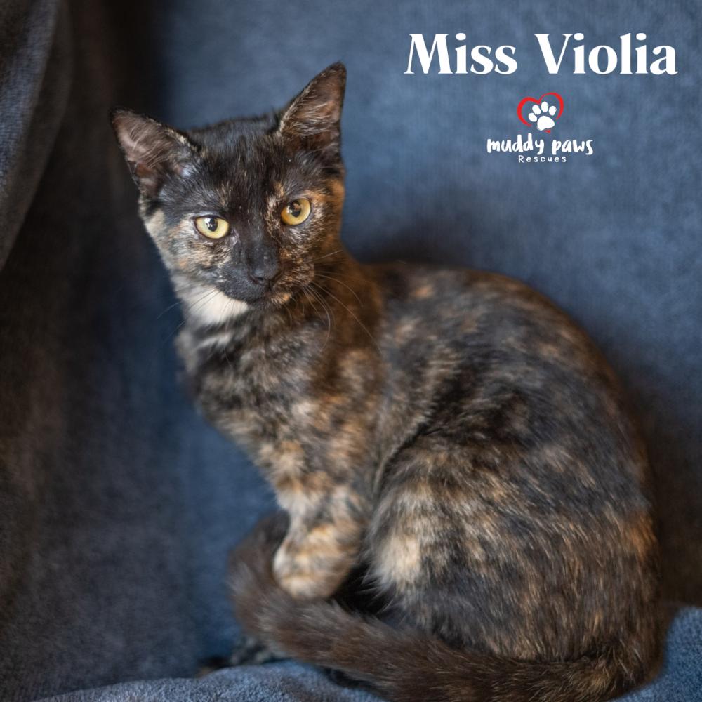 Genteel Southern Belles: Miss Viola