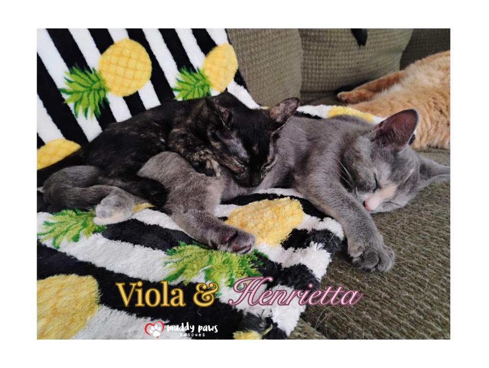 Genteel Southern Belles: Miss Viola — thumbnail 2