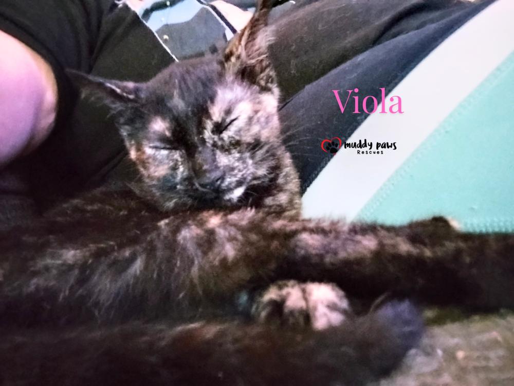 Genteel Southern Belles: Miss Viola — thumbnail 3