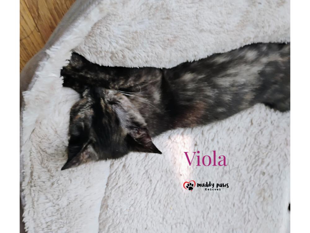 Genteel Southern Belles: Miss Viola — thumbnail 4