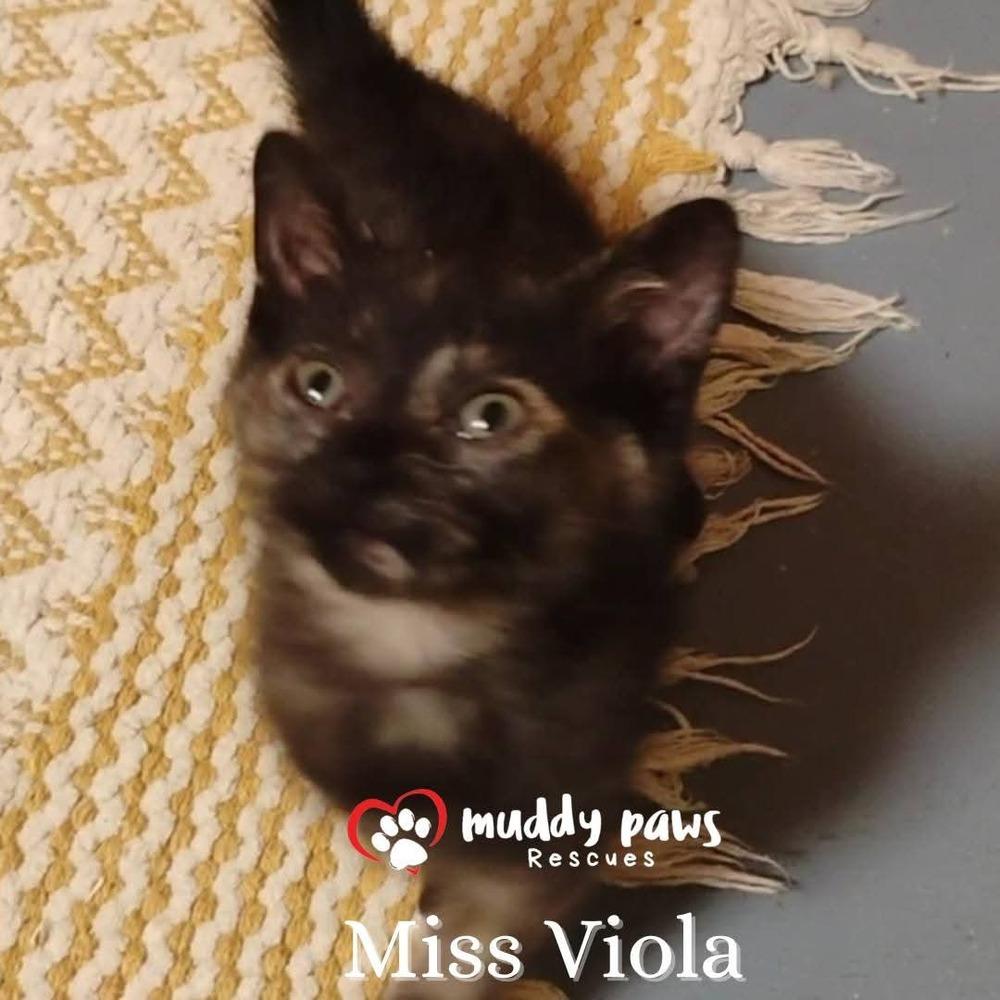 Genteel Southern Belles: Miss Viola — thumbnail 5