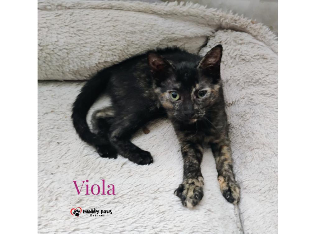 Genteel Southern Belles: Miss Viola — thumbnail 6