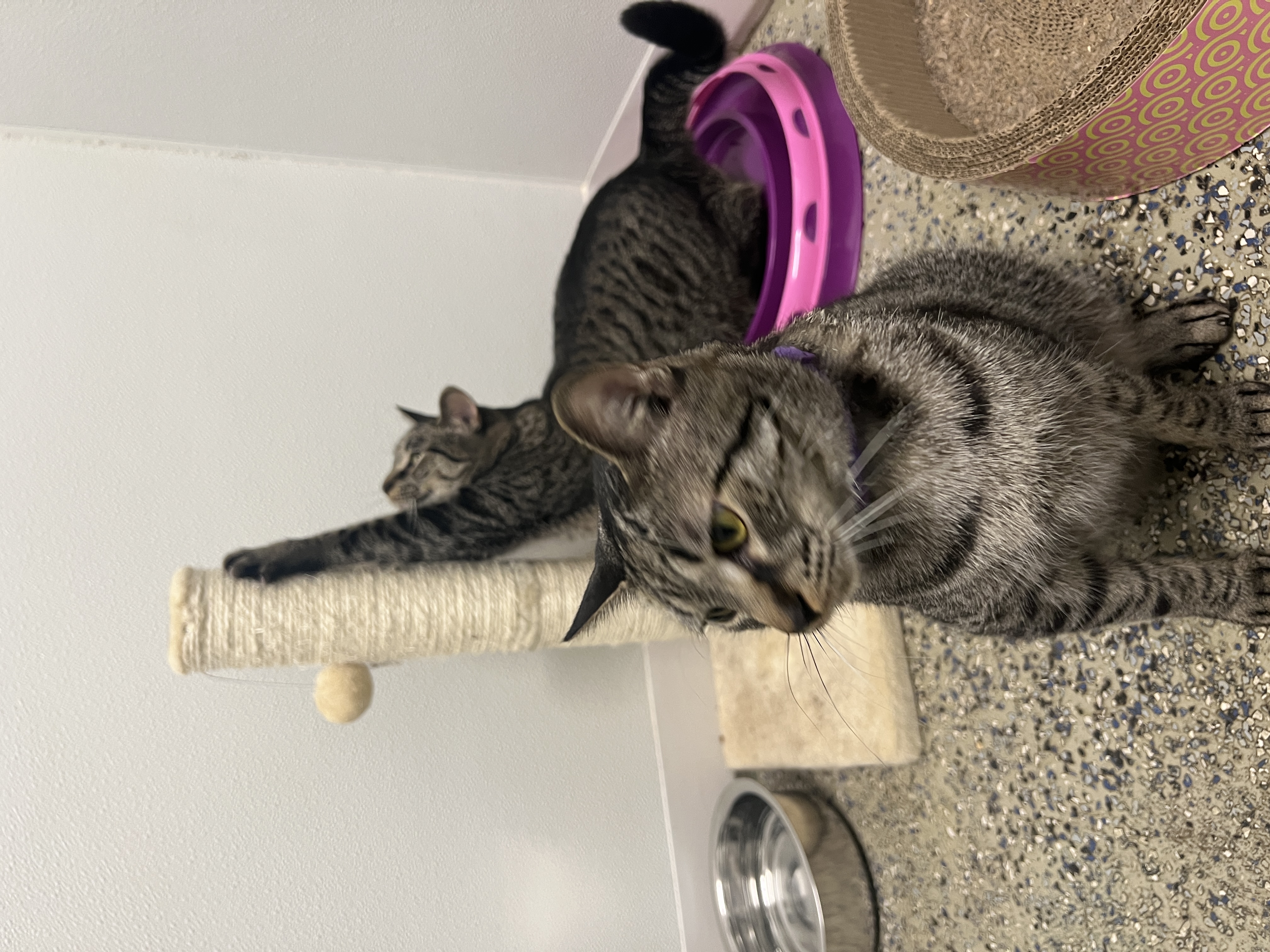 Enlarge Betsy & Baby, a Adoptable Domestic Short Hair in Frankenmuth, MI image 6/6