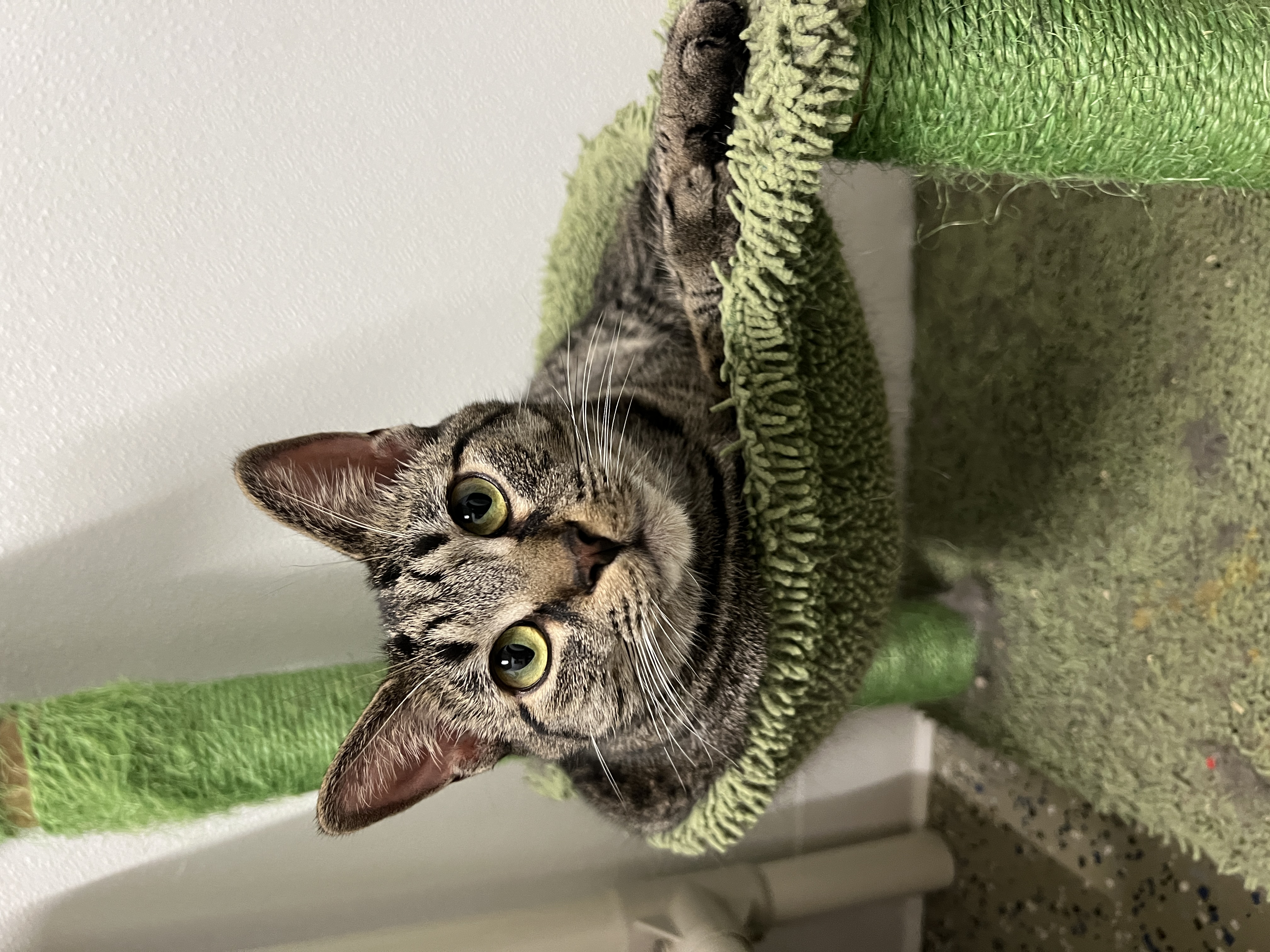 Enlarge Betsy & Baby, a Adoptable Domestic Short Hair in Frankenmuth, MI image 3/6