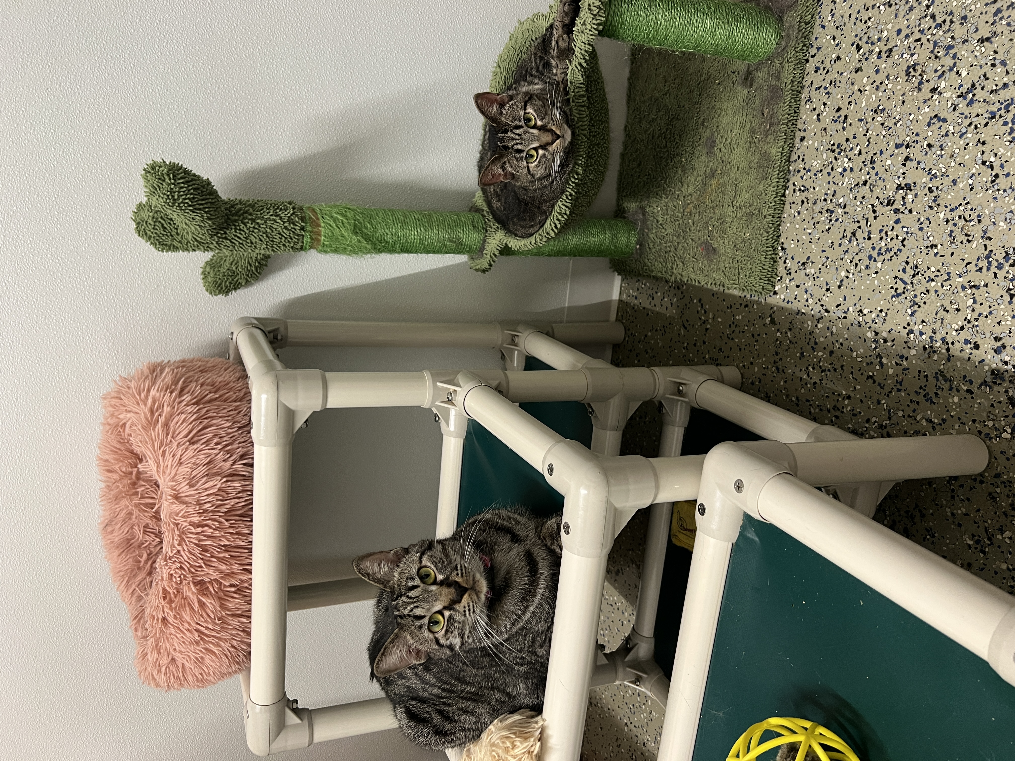 Enlarge Betsy & Baby, a Adoptable Domestic Short Hair in Frankenmuth, MI image 5/6
