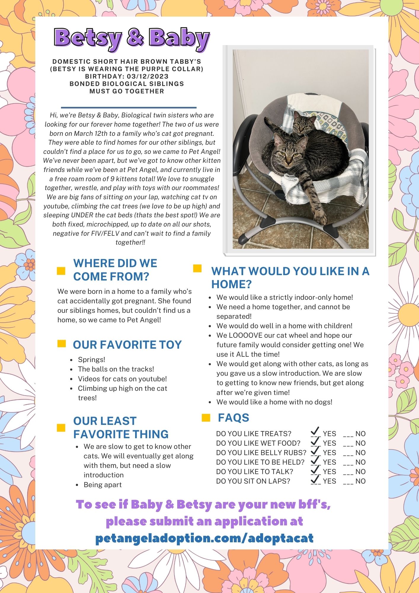 Enlarge Betsy & Baby, a Adoptable Domestic Short Hair in Frankenmuth, MI image 2/6