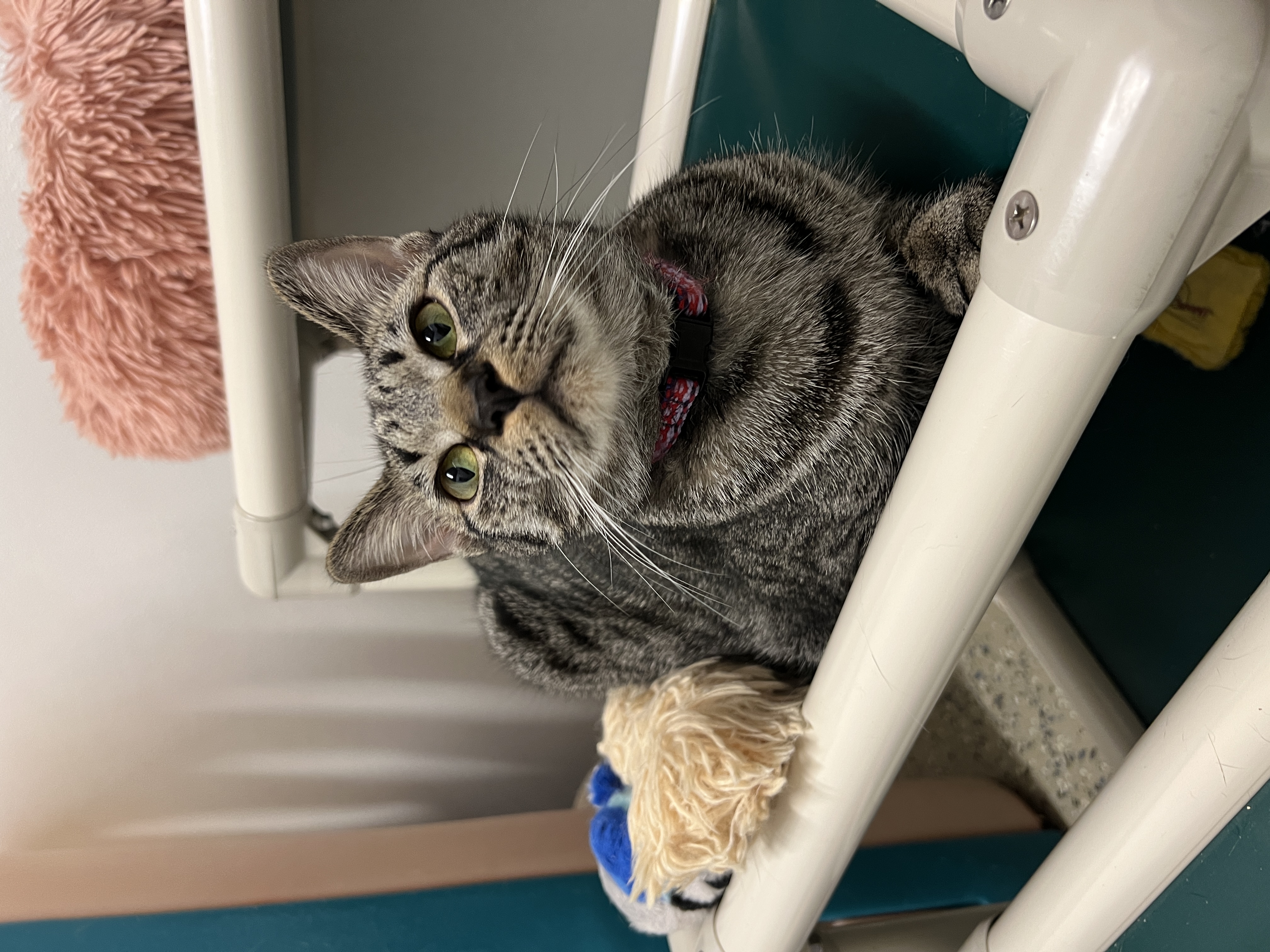 Enlarge Betsy & Baby, a Adoptable Domestic Short Hair in Frankenmuth, MI image 4/6