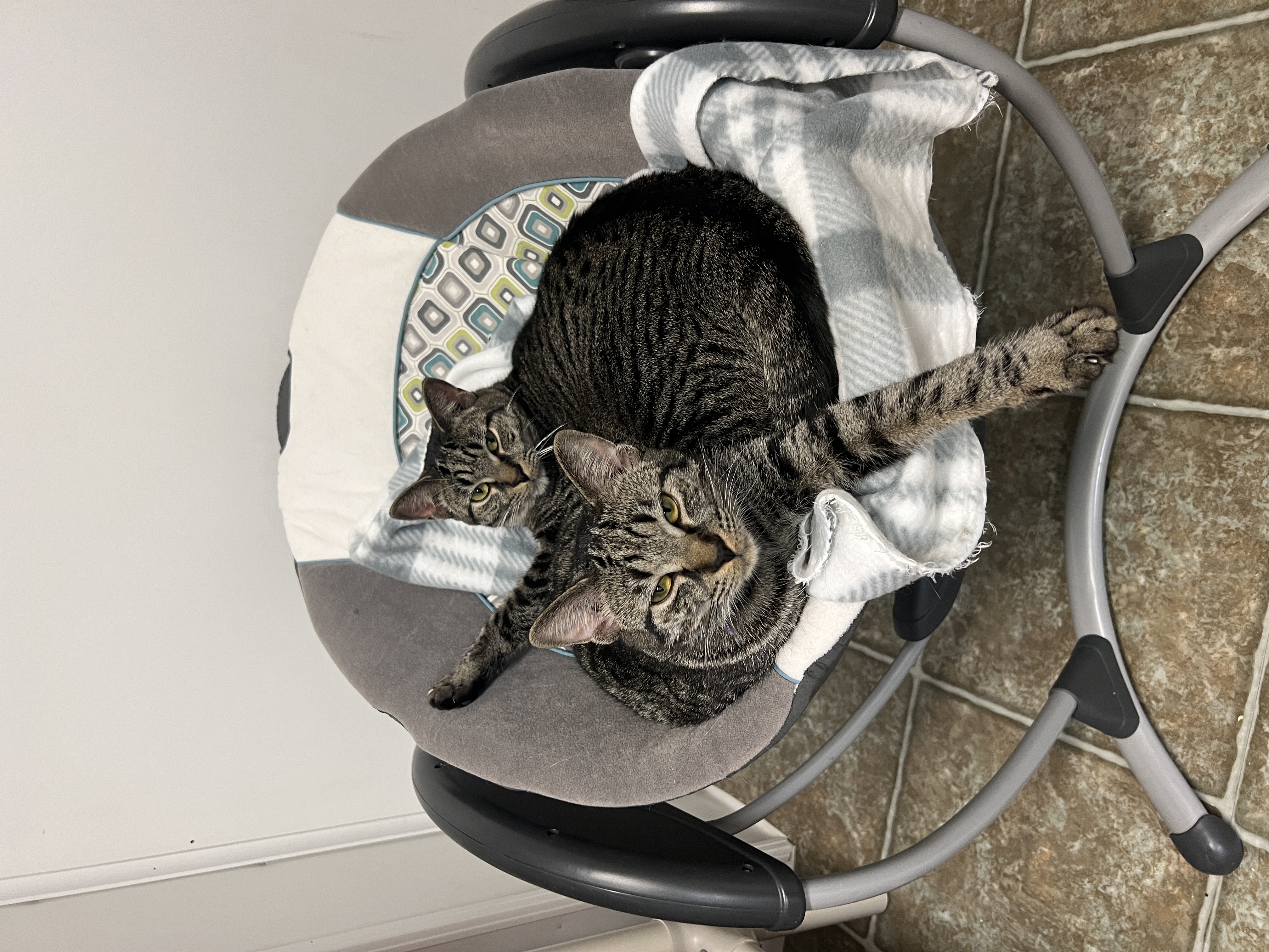 Enlarge Betsy & Baby, a Adoptable Domestic Short Hair in Frankenmuth, MI image 1/6