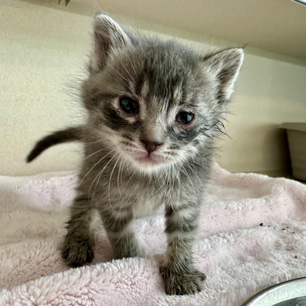 Chip, Adoptable, Kitten Male Domestic Short Hair.