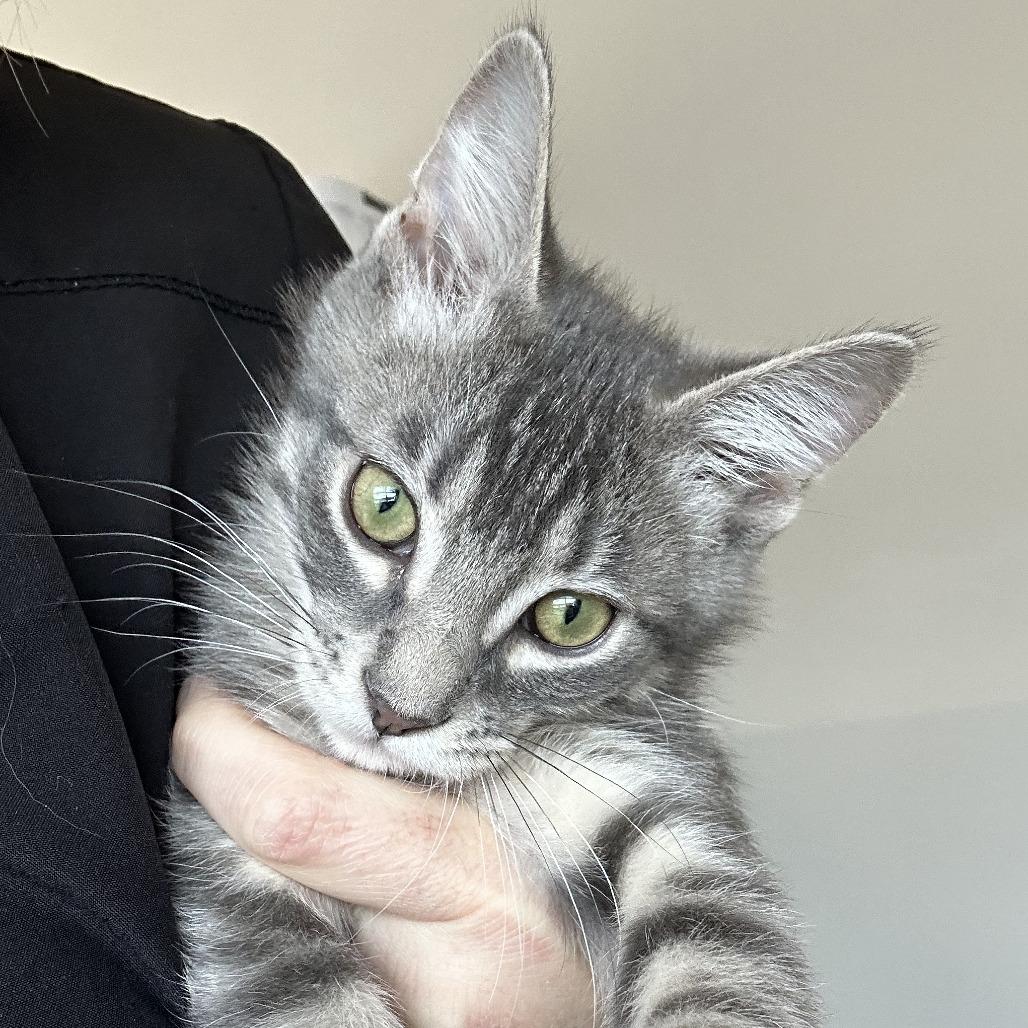 Chip, a Adoptable Domestic Short Hair in Durango, CO image 2/6