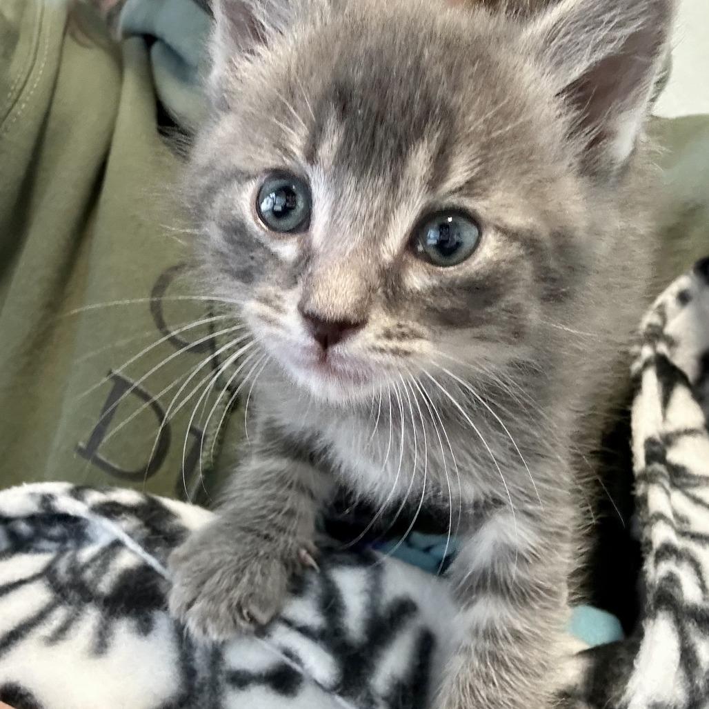 Chip, a Adoptable Domestic Short Hair in Durango, CO image 3/6