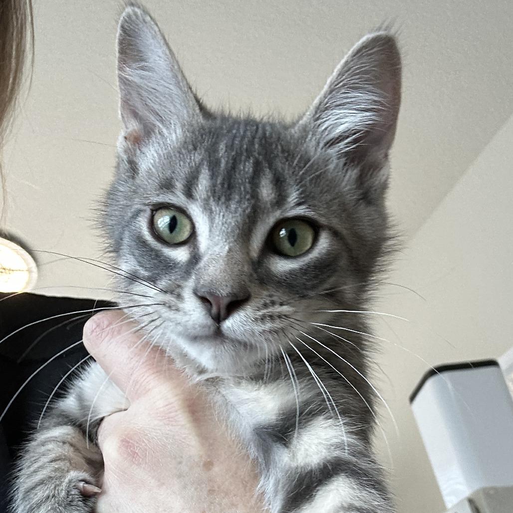 Chip, a Adoptable Domestic Short Hair in Durango, CO image 4/6
