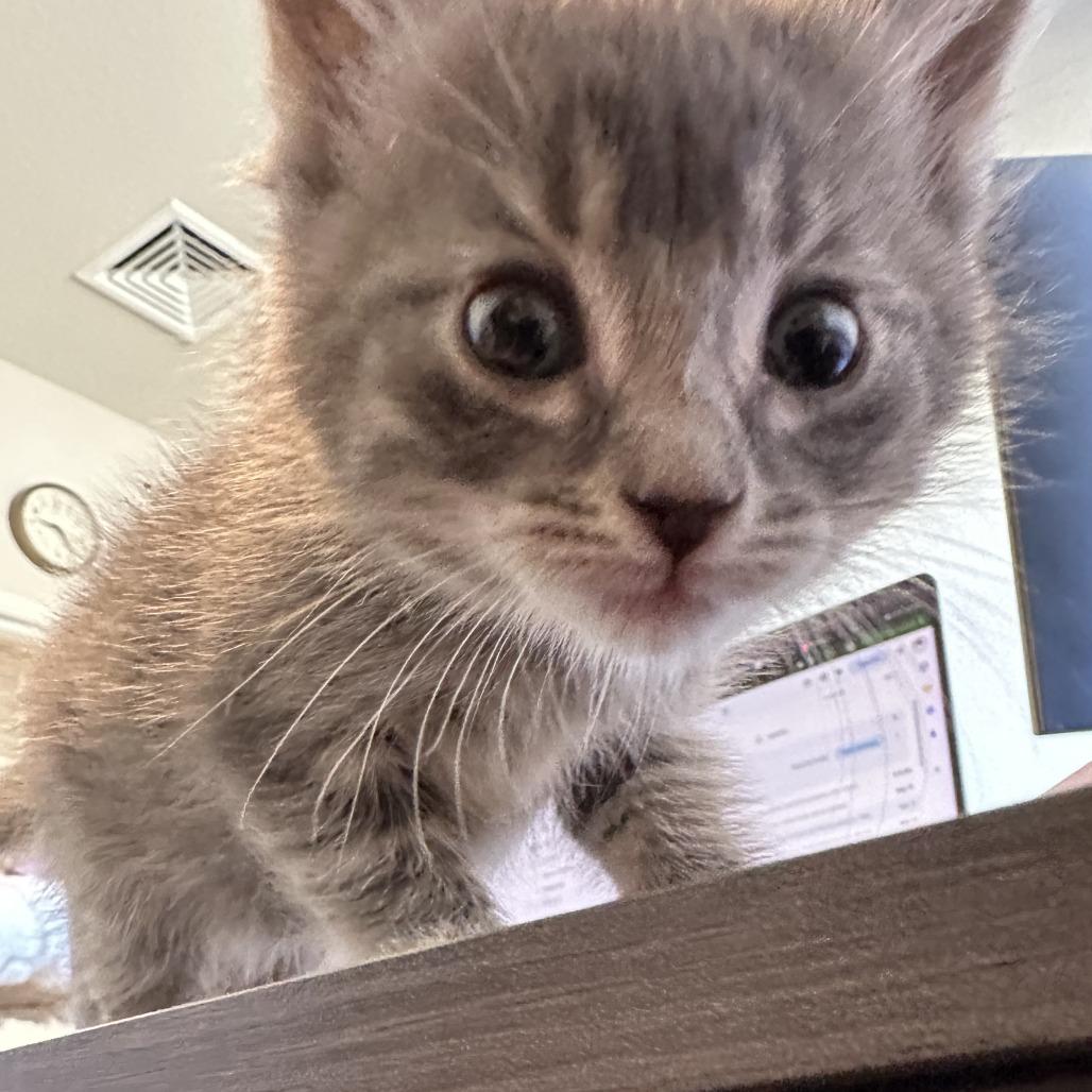 Chip, a Adoptable Domestic Short Hair in Durango, CO image 5/6
