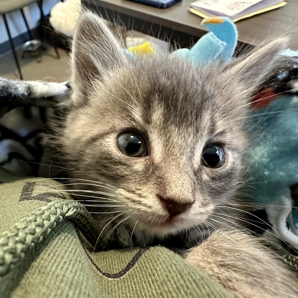 Chip, a Adoptable Domestic Short Hair in Durango, CO image 6/6